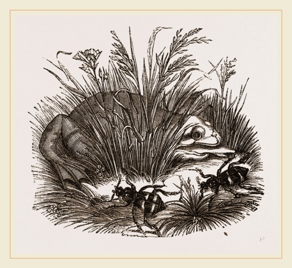 Neerophorus Sepultor and Frog