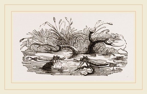 Gnats forming a Raft of Eggs