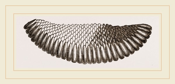 Raft of Gnats' Eggs