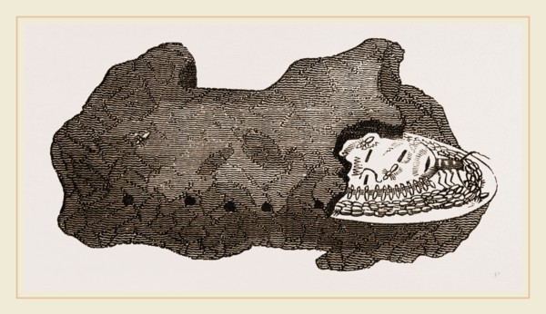Cell of Queen Termites