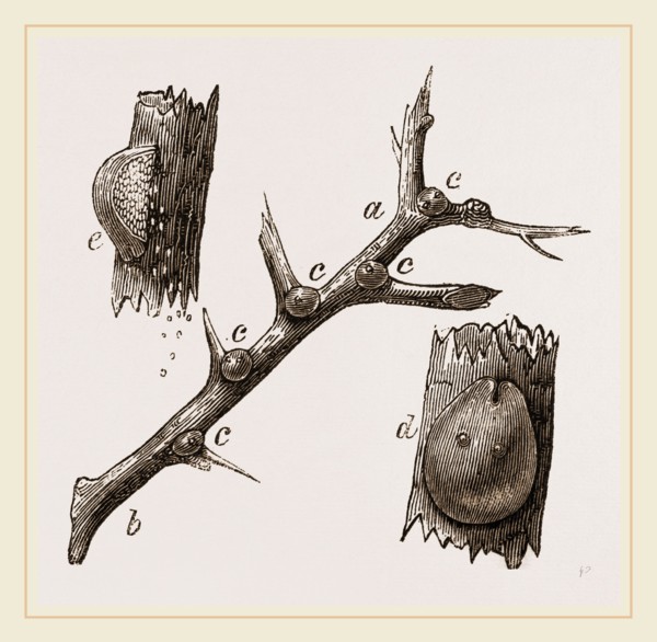 Eggs of Hawthorn Coccus