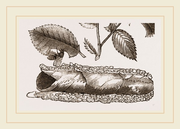 Rose-cutter Bee Leaves and Nest