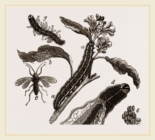 Ichneumons and Caterpillars