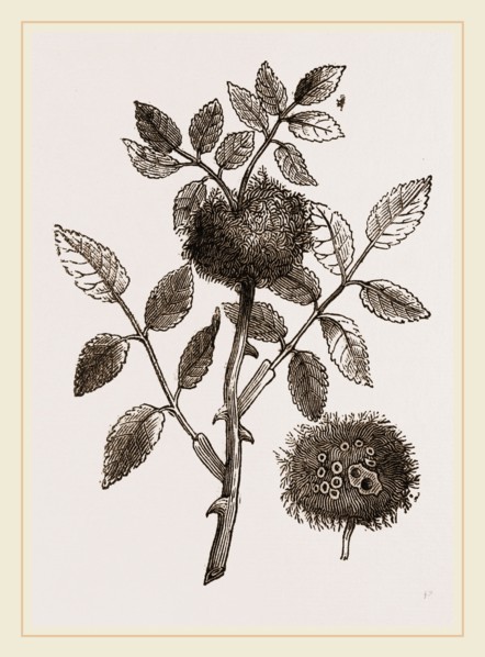 Bedeguar-gall of wild Rose