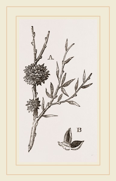 Galls of Dyer's-Broom Insect