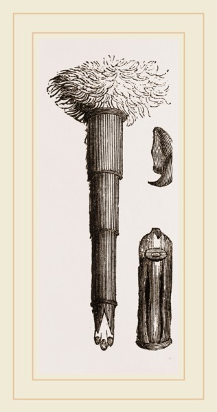 Ovipositor of Gadfly