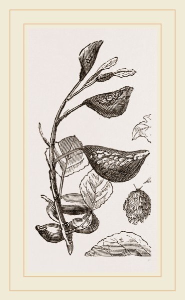 Eriosoma and Galls on Poplar