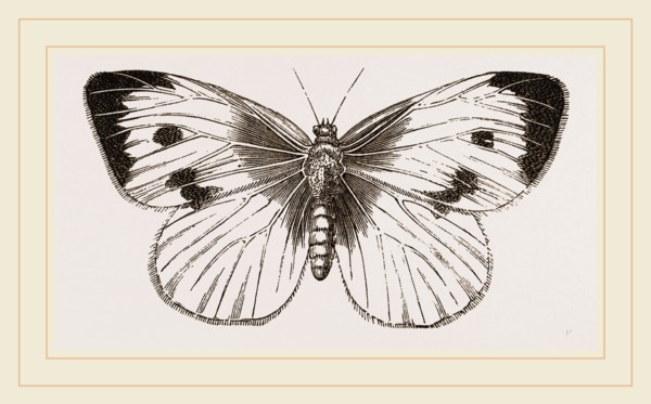 Cabbage-Butterfly