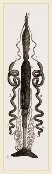 Organization of Caterpillar Goat-Moth