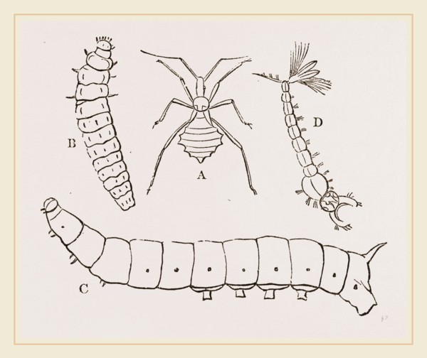 Larvae of Insects