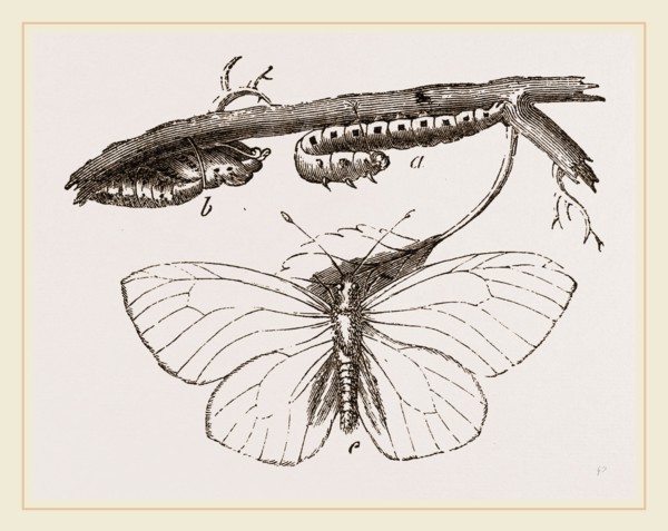 Black-veined White Butterfly
