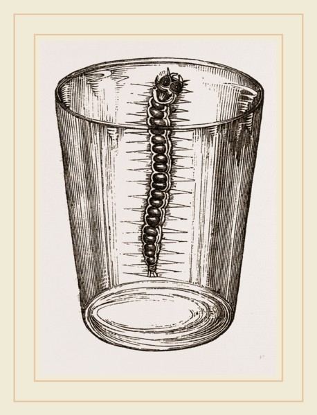 Caterpillar of Goat-Moth