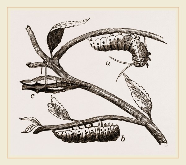 Caterpillar of Swallow-tailed Butterfly