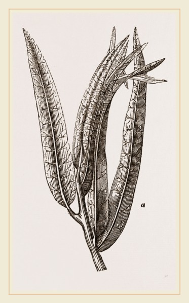 Nest of Tortriix chlorana