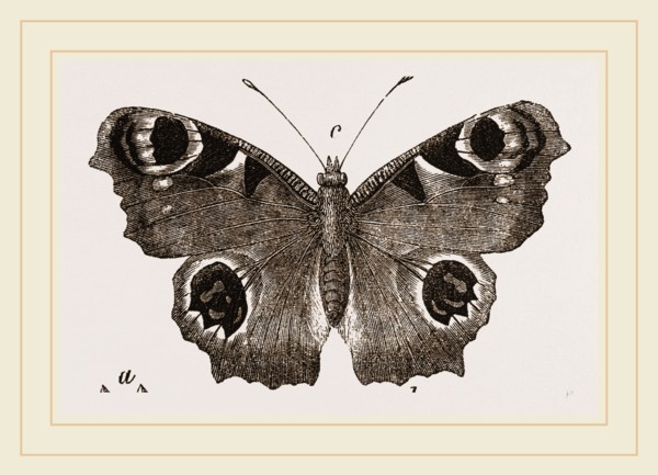 Peacock-Butterfly