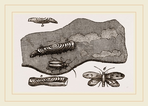 Clothes-Moth and Caterpillar