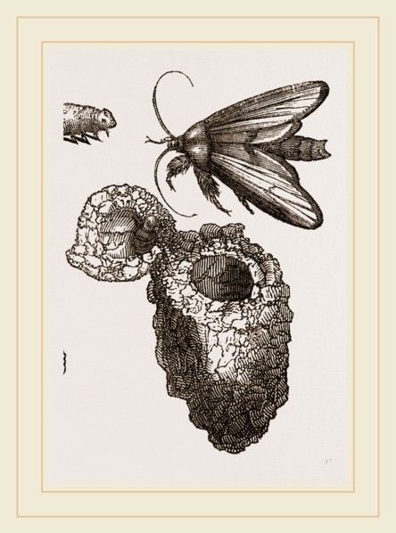 Earth-mason Moth and Nests