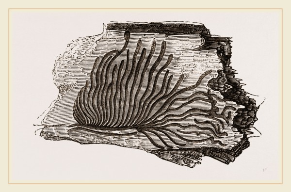 Bark mined by Beetle-grubs