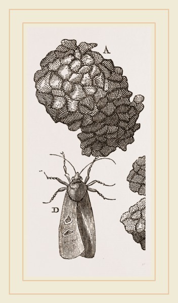 Earth-mason Moth and Nest