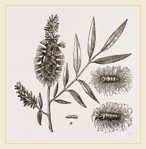 Willow-branch with Downy Catkins