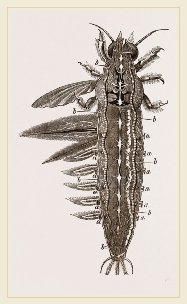 Water-grub of Ephemera dissected