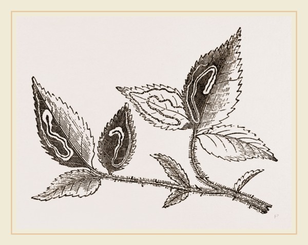 Leaves mined by Golden Silver-spot Moth