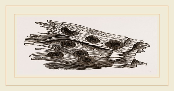 Nests of Ephemera in holes of Cossus