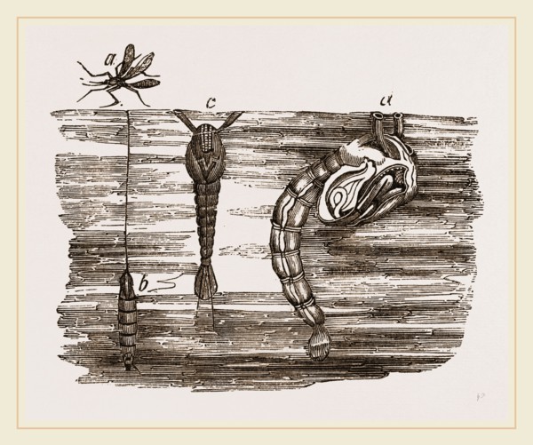 Tipula and Pupa