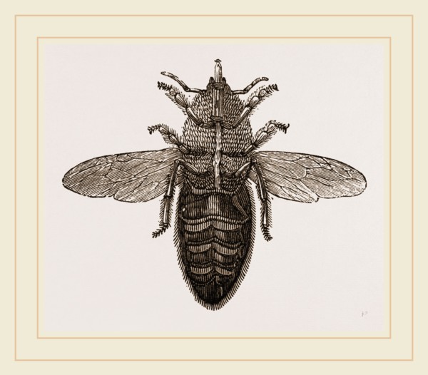 Under view of Neuter Bee