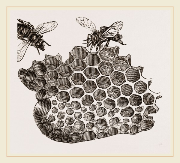 Part of Honey-comb