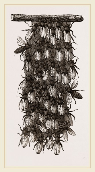 Curtain of Wax-workers