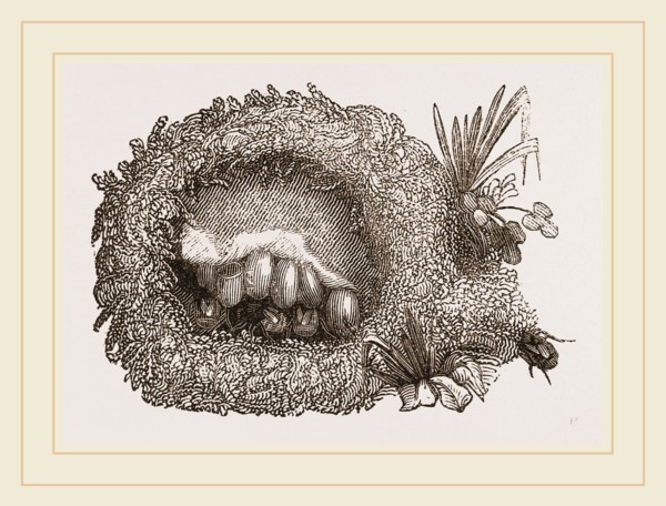 Carder-Bees' Nest and Cells