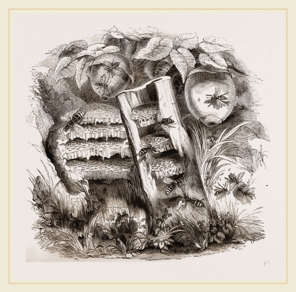 Hornets and Wasps with Nests