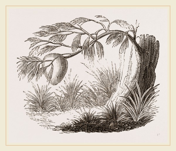 Wasps' Nest on Willow