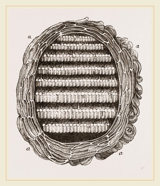 Section of Wasps' Nest