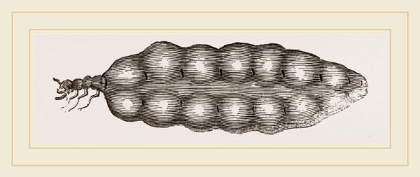 Termite Queen distended with Eggs