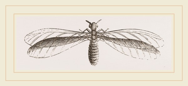 Termes bellicosus in winged state