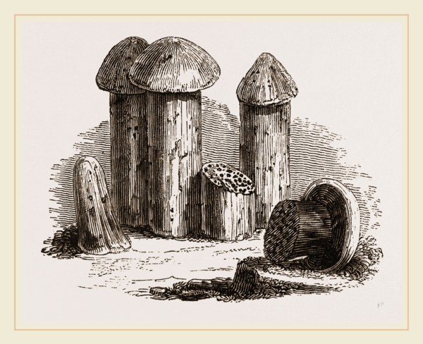 Turret Nests of White Ants