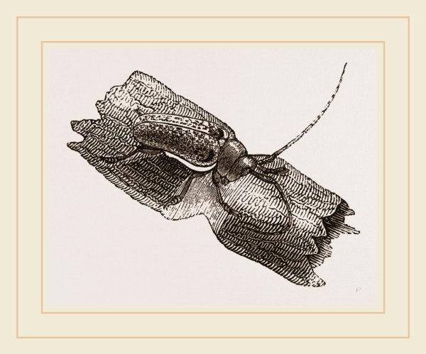 Capricorn Beetle