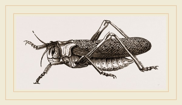 Locust