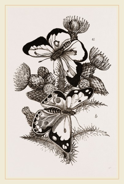 Clouded Butterflies