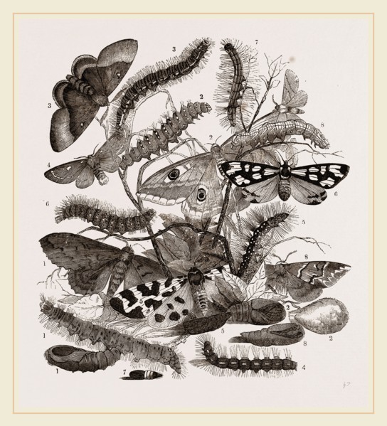 Group of Moths Caterpillars and Pupae