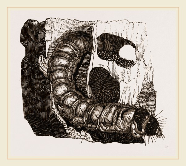 Caterpillar of Goat-Moth