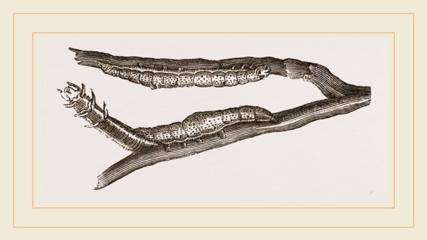 Caterpillars of Clifton Nonpareil