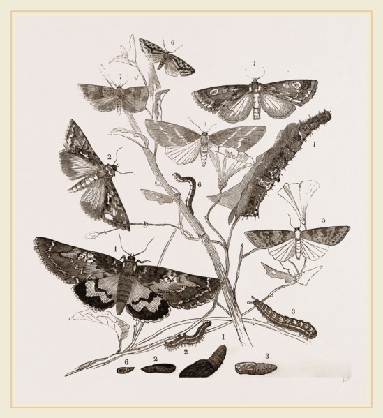 Group of Moths Caterpillars and Pupae