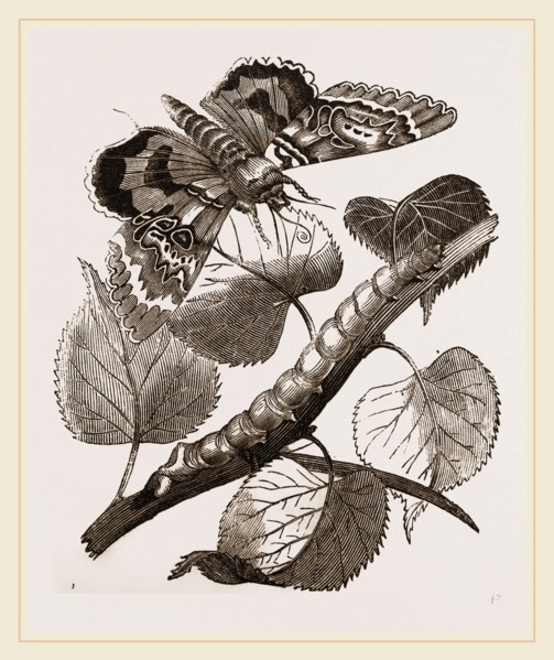 Crimson-underwing Moth and Caterpillar