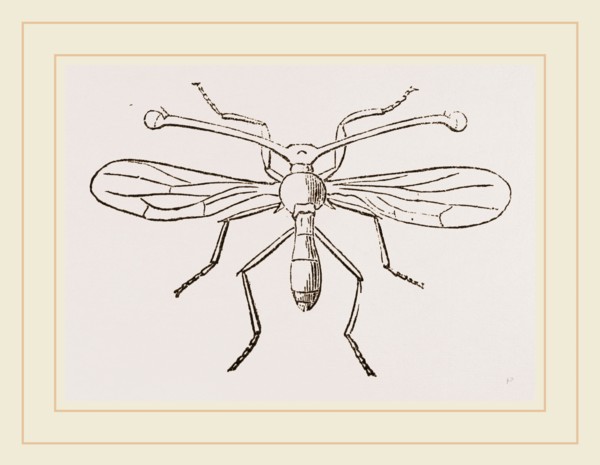 Diopsis Sykesii