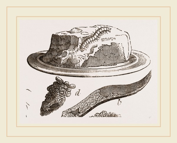 Tabby-Moth and Caterpillar