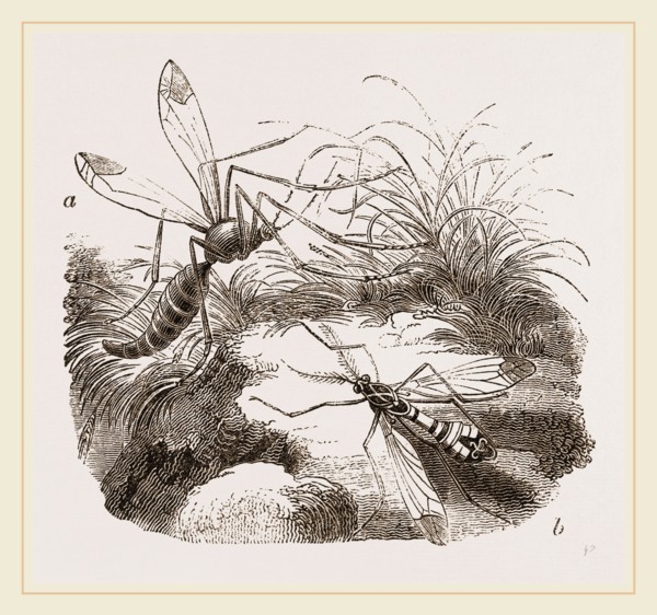 Crane Flies