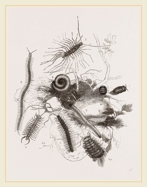 Group of Centipedes